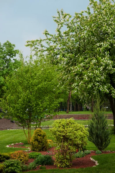 Parque de diseño de paisaje de verano con árboles y plantas —  Fotos de Stock