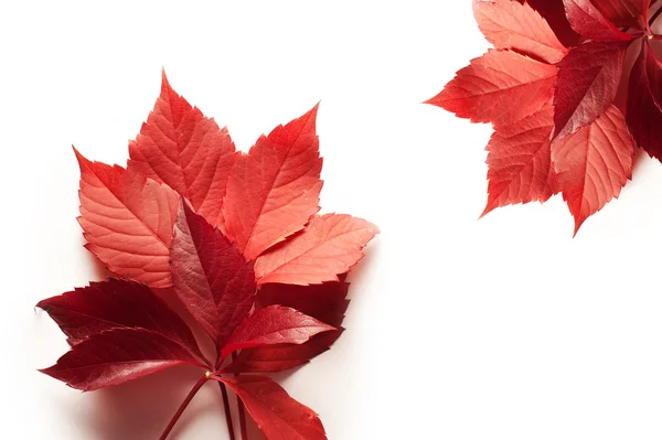 Hojas rojas de otoño sobre un fondo blanco y espacio para el texto —  Fotos de Stock