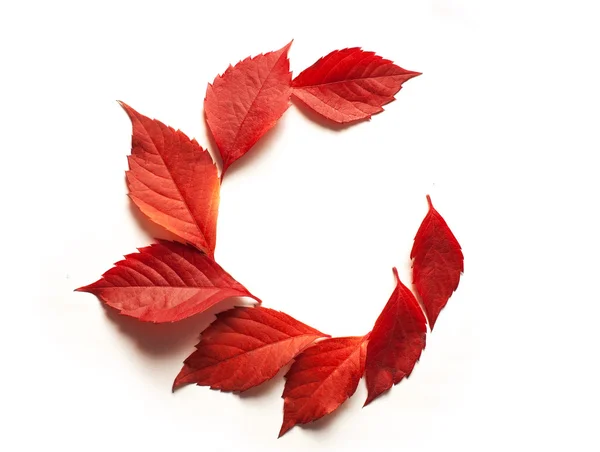 Red autumn leaves on a white background and space for text — Stock Photo, Image