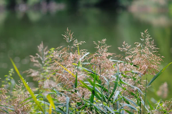 Hierba verde en el parque de verano o primavera. fondos naturales —  Fotos de Stock