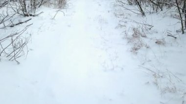 Karda orman ve yol. Kavram, kış geldi. Hareketli HD video