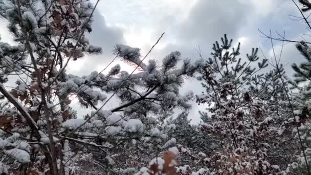 Śnieg pada na gałązki jodły. Śnieg spada z gałęzi sosny w lesie. Święta Bożego Narodzenia tle zimowym — Wideo stockowe