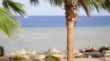 Güzel bir kadın deniz ve palmiyelerin arka planında yürür. Horisont 'ta beyaz yaka. Mısır 'da yaz tatili seyahati. Tam HD video görüntüsü