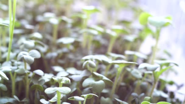 Su teresi salatası mikro sebzeleri, pencere pervazında bir tepside yetişiyor. Ağır çekim, yakın çekim. Sağlıklı beslenme, vegan konsepti. Evde bahçe işleri. — Stok video