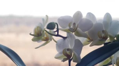 Phalaenopsis orkidesi beyaz tencerede. Tencerede beyaz çiçek. Kapalı büyük beyaz orkide yaprakları