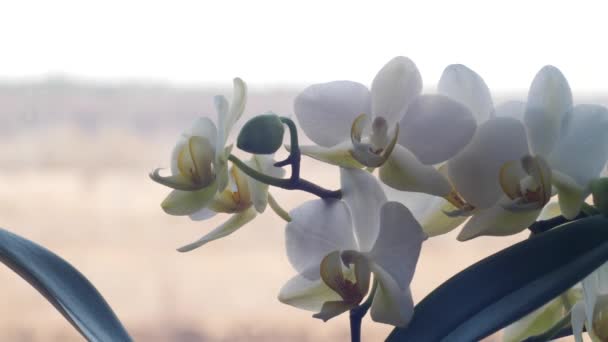 Phalaenopsis ορχιδέα λευκή σε μια κατσαρόλα. Λευκό λουλούδι σε μια κατσαρόλα. Κοντινό πλάνο μεγάλα λευκά πέταλα ορχιδέας — Αρχείο Βίντεο