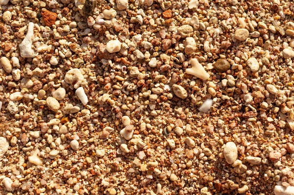 Zeeschelpen op zand. Zomer strand achtergrond. Bovenaanzicht — Stockfoto