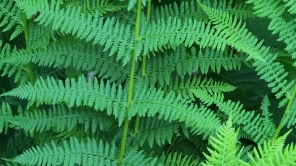 Close-up texture of fern leaf, Nature background in sunlight. Fern leaves sway in the wind — Stock Video