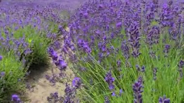 Lavanta çiçekleri günbatımında bitmeyen sıralarda kokulu tarlalar açıyor. Lavanta tarlasında lavanta aromalı lavanta çalıları üzerine seçici odak