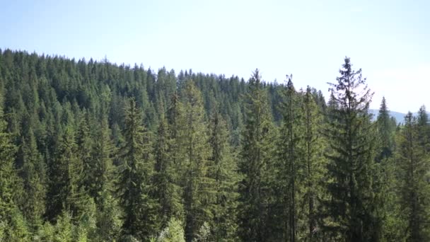 Montaña con bosque. Naturaleza Paisaje con hermoso cielo azul con nubes — Vídeos de Stock