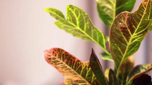 Codiaeum variegatum Croton, Variegated Laurel, Garden Croton, Orange Jessamine, čištění v zahradě. Exotické botanické tropické zelené rostliny se širokými a barevnými listy v detailním záběru — Stock video