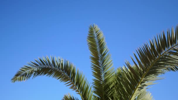 Palmy przeciwko błękitnemu niebu. Palmy na plaży. Widok na ładne tropikalne tło. Szczyty palm na tle słonecznego nieba. 4k wideo w ProRes — Wideo stockowe