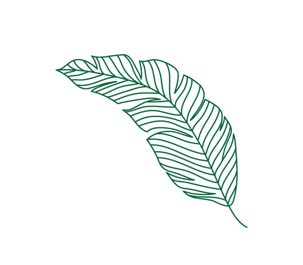 Monoline green vector drawing exotic tropical leaf monstera plant. Conceito de planta de sala decorativa para decoração de parede de casa enfeite de cartaz. Desenho moderno design gráfico ilustração linha — Vetor de Stock