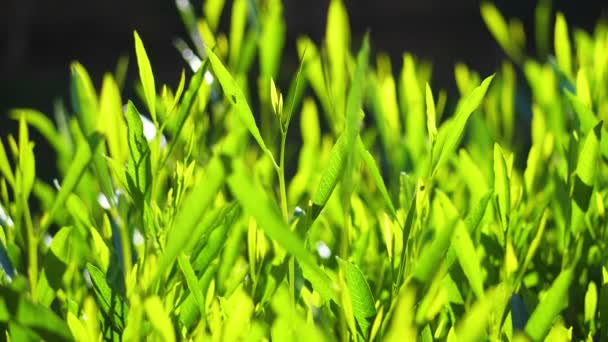 Čerstvá zelená tráva s kapkami rosy, kapky rosy na zelené záběry z trávy, kapky deště na zelené video z trávy. detailní záběr 4k — Stock video