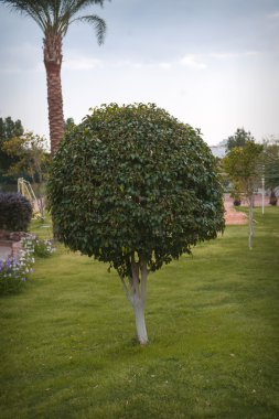Parktaki ağaç