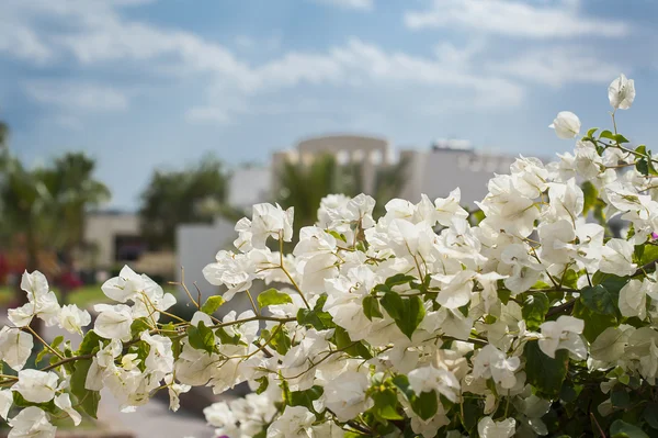 Ramo de flores tropicales de papel o flor de buganvilla al final o — Foto de Stock