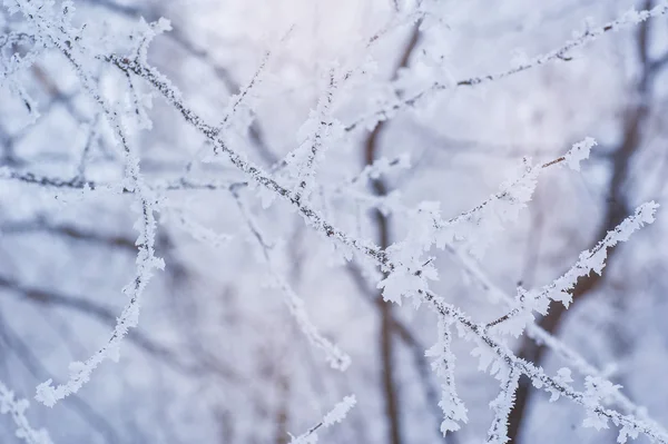 冷凍の fir 木背景、常緑の木の枝の写真 — ストック写真