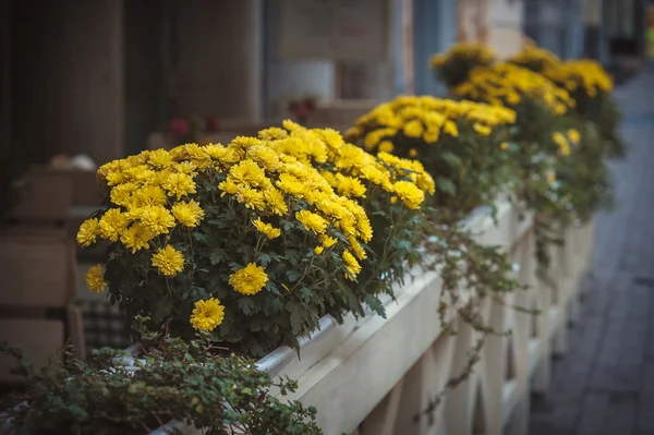 Bloemen op de straten — Stockfoto