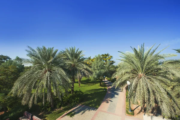 Palm Trees in Jumeirah, Dubai, United Arab Emirates — Stock Photo, Image