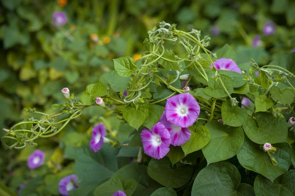 朝顔の花 — ストック写真