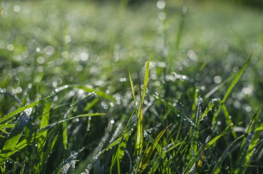 sabah çimen çiy ile 