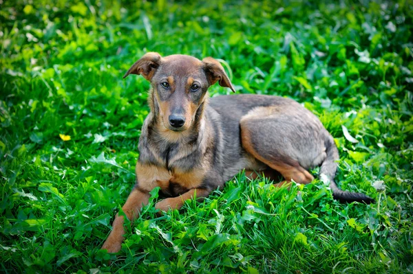 Αδέσποτων σκύλων στο πάρκο στο γρασίδι, Ουκρανία — Φωτογραφία Αρχείου