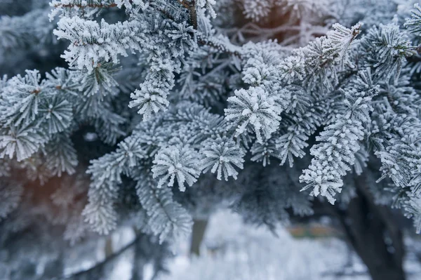 霜の霜のクローズ アップで覆われている松の木 — ストック写真