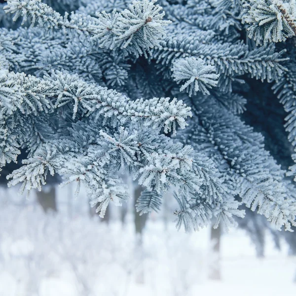 Christmas tree background snowy — Stock Photo, Image