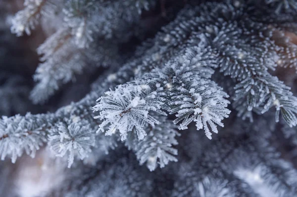 Rama de árbol de Navidad de abeto cubierto de nieve —  Fotos de Stock