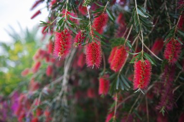 egzotik çiçek kırmızı