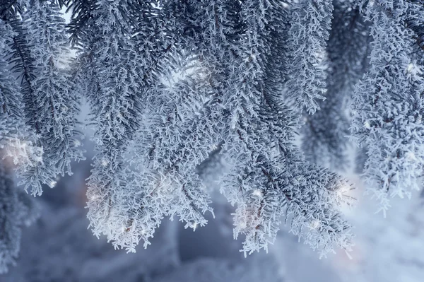 冬はグリーン クリスマス パイン ツリー b と青い背景トーン — ストック写真