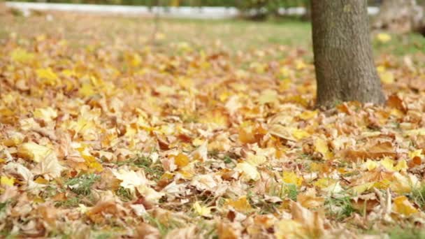 Parco autunnale con foglie gialle — Video Stock