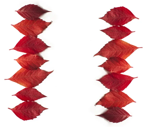 Rode herfstbladeren geïsoleerde — Stockfoto