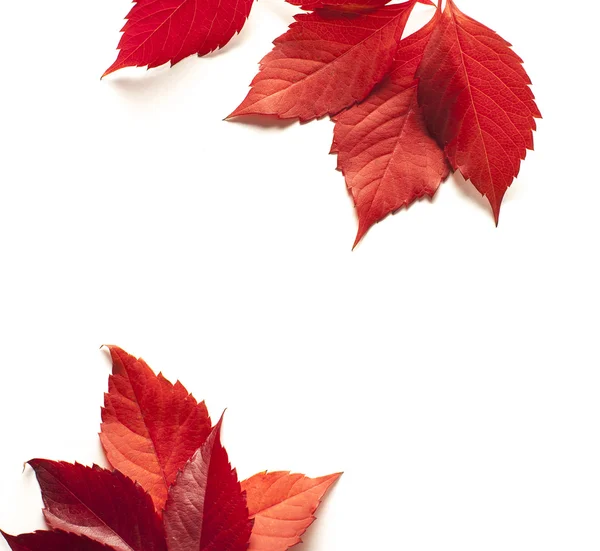 Jesienny liść klonu izolowany na białym tle — Zdjęcie stockowe