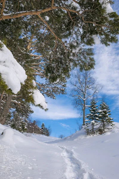 Winter landscape with fresh snow in a mountain forest — Stock Photo, Image