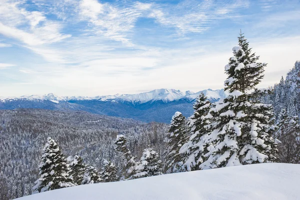 Paisaje invernal. El sendero en la nieve. Bosque de montaña overcas —  Fotos de Stock