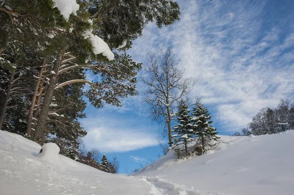 雪に覆われたモミの木と冬の風景 — ストック写真