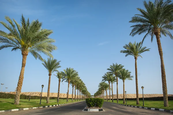 The hotel territory with palm trees, a lawn, little tables and c — Stock Photo, Image