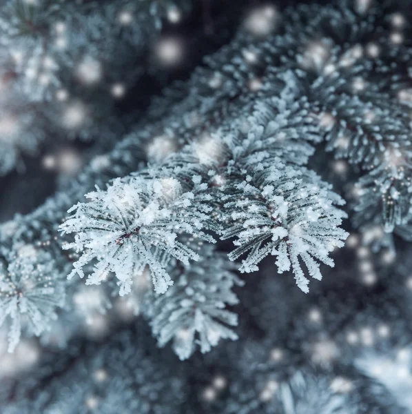 Jul bakgrund, snötäckta träd — Stockfoto