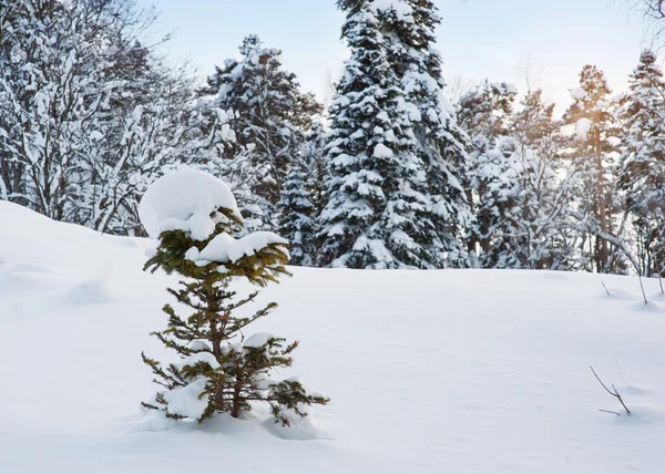 Утренний зимний горный пейзаж с заснеженными елками в — стоковое фото