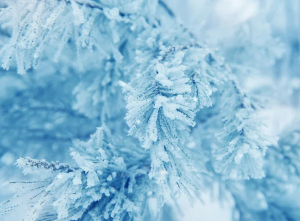 Beyaz kışta donmuş kozalaklı dallar — Stok fotoğraf