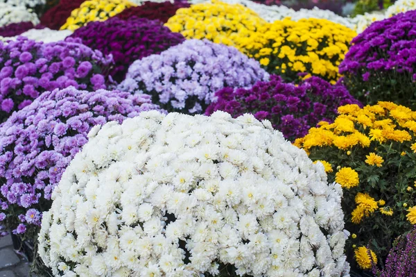 Texture de fleurs de chrysanthème colorées — Photo