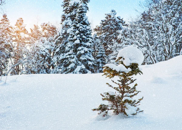 Winterwald — Stockfoto