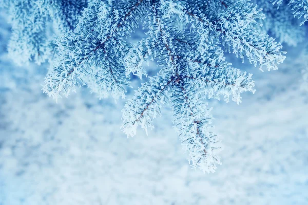 Bakgrunden snöiga julgranar — Stockfoto