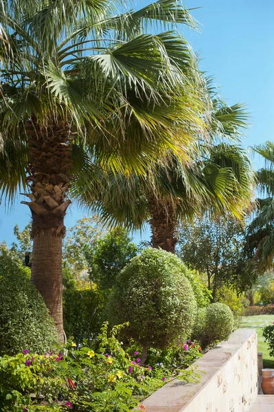 Landscape of palm trees against the sky island — Stock Photo, Image