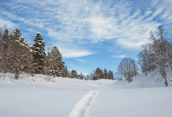 Sfondo natalizio con abeti innevati — Foto Stock