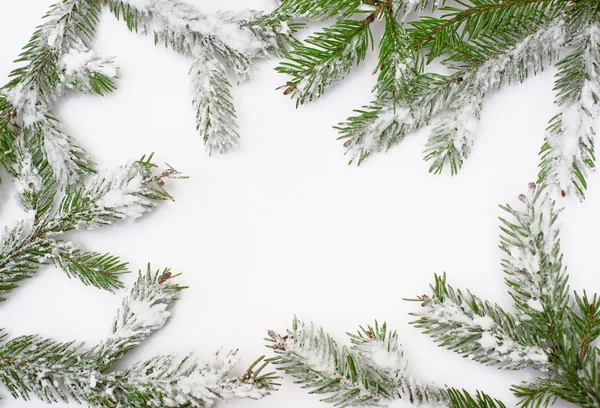 Karla kaplı ağaç beyaz bir arka plan üzerinde — Stok fotoğraf