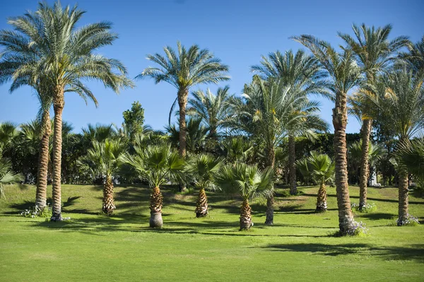 Yeşil park ve palmiye ağaçlarının