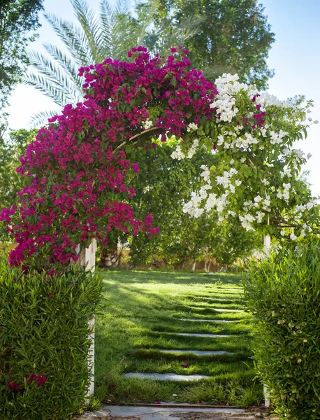 Boog van roze bougainville bloemen — Stockfoto