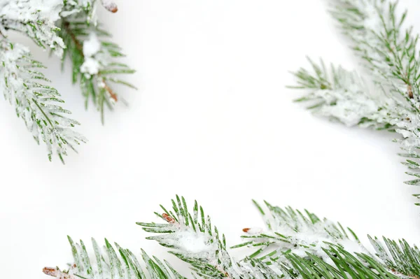 Arbre de Noël isoler sur fond blanc — Photo